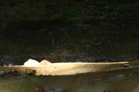 Canon EOS DIGITAL REBEL, 2005:04:17 11:08:43 -- 1/2 sec, f/25.0.  No Flash.3072x2048 Off.