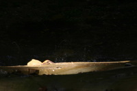 Canon EOS DIGITAL REBEL, 2005:04:17 11:08:59 -- 1/2 sec, f/45.0.  No Flash.3072x2048 Off.