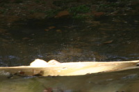 Canon EOS DIGITAL REBEL, 2005:04:17 11:09:39 -- 2 sec, f/45.0.  No Flash.3072x2048 Off.