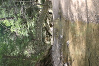 Canon EOS DIGITAL REBEL, 2005:04:17 13:16:06 -- 1/60 sec, f/4.5.  No Flash.3072x2048 Off.