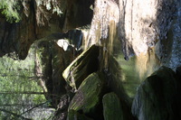 Canon EOS DIGITAL REBEL, 2005:04:17 13:39:20 -- 1/40 sec, f/5.6.  No Flash.3072x2048 Off.