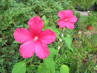 Canon PowerShot G3, 2005:08:13 09:10:17 -- 1/80 sec, f/4.0.  No Flash, Auto.2272x1704 Red-Eye Reduction (Auto).