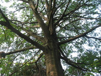 Canon PowerShot G3, 2005:08:13 09:10:59 -- 1/50 sec, f/4.0.  No Flash, Auto.2272x1704 Red-Eye Reduction (Auto).