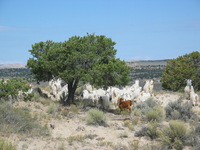 Canon PowerShot G3, 2005:10:02 15:38:16 -- 1/1250 sec, f/4.5.  No Flash, Auto.2272x1704 Red-Eye Reduction (Auto).