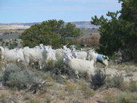 Canon PowerShot G3, 2005:10:02 15:39:15 -- 1/1000 sec, f/4.0.  No Flash, Auto.2272x1704 Red-Eye Reduction (Auto).