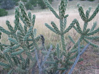 Canon PowerShot G3, 2005:10:05 20:45:15 -- 1/50 sec, f/2.0.  No Flash, Auto.2272x1704 Red-Eye Reduction (Auto).