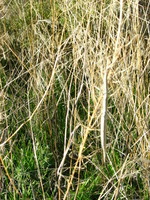 Canon PowerShot G3, 2005:10:06 19:02:02 -- 1/100 sec, f/8.0.  Flash, Compulsory, Red-Eye Reduce.2272x1704 Red-Eye Reduction (On).