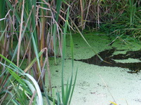 Canon PowerShot G3, 2005:10:06 19:14:35 -- 1/60 sec, f/3.2.  Flash, Compulsory, Red-Eye Reduce.2272x1704 Red-Eye Reduction (On).