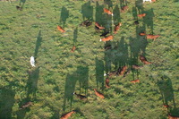 Canon EOS DIGITAL REBEL, 2005:10:08 10:04:19 -- 1/60 sec, f/5.6.  No Flash.3072x2048 Off.