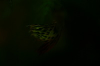 Canon EOS DIGITAL REBEL, 2005:10:09 22:09:58 -- 1/50 sec, f/3.5.  No Flash.3072x2048 Off.