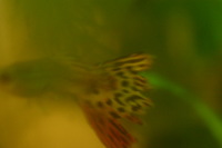 Canon EOS DIGITAL REBEL, 2005:10:09 22:10:54 -- 1/15 sec, f/3.5.  No Flash.3072x2048 Off.