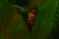 Canon EOS DIGITAL REBEL, 2005:10:09 22:11:22 -- 1/60 sec, f/3.5.  No Flash.3072x2048 Off.