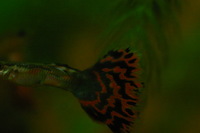 Canon EOS DIGITAL REBEL, 2005:10:09 22:11:30 -- 1/60 sec, f/3.5.  No Flash.3072x2048 Off.