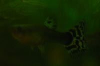 Canon EOS DIGITAL REBEL, 2005:10:09 22:11:37 -- 1/60 sec, f/3.5.  No Flash.3072x2048 Off.