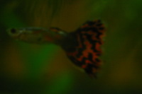 Canon EOS DIGITAL REBEL, 2005:10:09 22:12:04 -- 1/60 sec, f/3.5.  No Flash.3072x2048 Off.