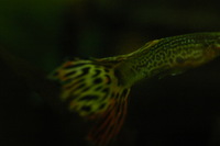 Canon EOS DIGITAL REBEL, 2005:10:09 22:12:13 -- 1/60 sec, f/3.5.  No Flash.3072x2048 Off.