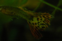 Canon EOS DIGITAL REBEL, 2005:10:09 22:12:16 -- 1/60 sec, f/3.5.  No Flash.3072x2048 Off.