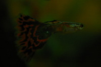 Canon EOS DIGITAL REBEL, 2005:10:09 22:12:23 -- 1/60 sec, f/3.5.  No Flash.3072x2048 Off.