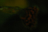 Canon EOS DIGITAL REBEL, 2005:10:09 22:12:30 -- 1/60 sec, f/3.5.  No Flash.3072x2048 Off.