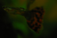 Canon EOS DIGITAL REBEL, 2005:10:09 22:12:32 -- 1/60 sec, f/3.5.  No Flash.3072x2048 Off.