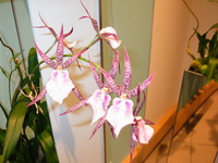 Canon PowerShot G3, 2006:03:11 15:51:56 -- 1/40 sec, f/2.5.  Flash, Auto, Red-Eye Reduce.2272x1704 Red-Eye Reduction (Auto).