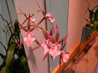 Canon PowerShot G3, 2006:03:11 15:52:08 -- 1/50 sec, f/2.2.  No Flash, Compulsory.2272x1704 Off.