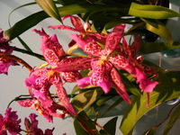 Canon PowerShot G3, 2006:03:11 15:52:19 -- 1/25 sec, f/2.0.  No Flash, Compulsory.2272x1704 Off.