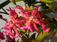 Canon PowerShot G3, 2006:03:11 15:52:30 -- 1/25 sec, f/2.0.  No Flash, Compulsory.2272x1704 Off.