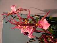 Canon PowerShot G3, 2006:03:11 15:52:39 -- 1/50 sec, f/2.2.  No Flash, Compulsory.2272x1704 Off.