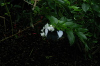 Canon EOS DIGITAL REBEL, 2006:03:11 14:42:25 -- 1/250 sec, f/7.1.  No Flash.3072x2048 Off.