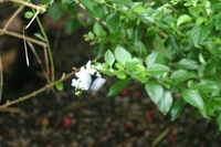 Canon EOS DIGITAL REBEL, 2006:03:11 14:42:45 -- 1/50 sec, f/7.1.  No Flash.3072x2048 Off.