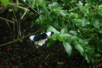 Canon EOS DIGITAL REBEL, 2006:03:11 14:43:07 -- 1/30 sec, f/7.1.  No Flash.3072x2048 Off.