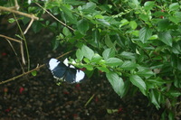 Canon EOS DIGITAL REBEL, 2006:03:11 14:43:13 -- 1/80 sec, f/7.1.  No Flash.3072x2048 Off.