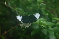 Canon EOS DIGITAL REBEL, 2006:03:11 14:43:23 -- 1/125 sec, f/7.1.  No Flash.3072x2048 Off.