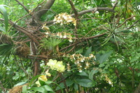 Canon EOS DIGITAL REBEL, 2006:03:11 14:52:58 -- 1/60 sec, f/7.1.  No Flash.3072x2048 Off.