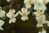 Canon EOS DIGITAL REBEL, 2006:03:11 14:55:50 -- 1/20 sec, f/7.1.  No Flash.3072x2048 Off.