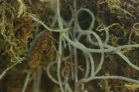 Canon EOS DIGITAL REBEL, 2006:03:11 14:56:28 -- 1/25 sec, f/4.5.  No Flash.3072x2048 Off.