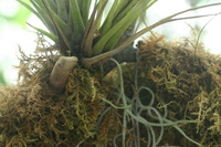 Canon EOS DIGITAL REBEL, 2006:03:11 14:56:37 -- 1/50 sec, f/4.5.  No Flash.3072x2048 Off.