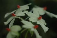 Canon EOS DIGITAL REBEL, 2006:03:11 14:57:24 -- 1/125 sec, f/4.5.  No Flash.3072x2048 Off.