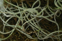 Canon EOS DIGITAL REBEL, 2006:03:11 14:58:07 -- 1/30 sec, f/4.5.  No Flash.3072x2048 Off.