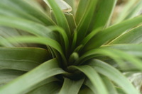 Canon EOS DIGITAL REBEL, 2006:03:11 14:58:26 -- 1/20 sec, f/4.5.  No Flash.3072x2048 Off.