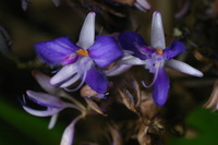 Canon EOS DIGITAL REBEL, 2006:03:11 15:00:29 -- 1/160 sec, f/4.5.  No Flash.3072x2048 Off.