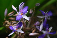 Canon EOS DIGITAL REBEL, 2006:03:11 15:00:46 -- 1/80 sec, f/4.5.  No Flash.3072x2048 Off.