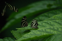 Canon EOS DIGITAL REBEL, 2006:03:11 15:05:56 -- 1/1000 sec, f/5.6.  No Flash.3072x2048 Off.