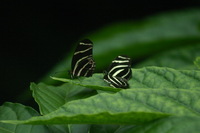 Canon EOS DIGITAL REBEL, 2006:03:11 15:06:14 -- 1/800 sec, f/5.6.  No Flash.3072x2048 Off.