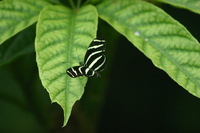 Canon EOS DIGITAL REBEL, 2006:03:11 15:06:48 -- 1/800 sec, f/5.6.  No Flash.3072x2048 Off.