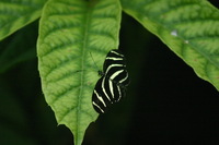 Canon EOS DIGITAL REBEL, 2006:03:11 15:06:51 -- 1/800 sec, f/5.6.  No Flash.3072x2048 Off.