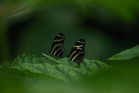 Canon EOS DIGITAL REBEL, 2006:03:11 15:07:09 -- 1/1250 sec, f/5.6.  No Flash.3072x2048 Off.