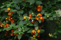 Canon EOS DIGITAL REBEL, 2006:03:11 15:09:29 -- 1/500 sec, f/5.6.  No Flash.3072x2048 Off.