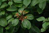 Canon EOS DIGITAL REBEL, 2006:03:11 15:09:40 -- 1/640 sec, f/5.6.  No Flash.3072x2048 Off.